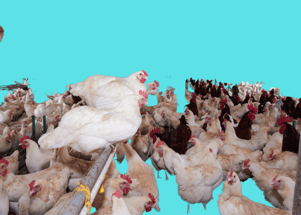poultry feeds in Nigeria 