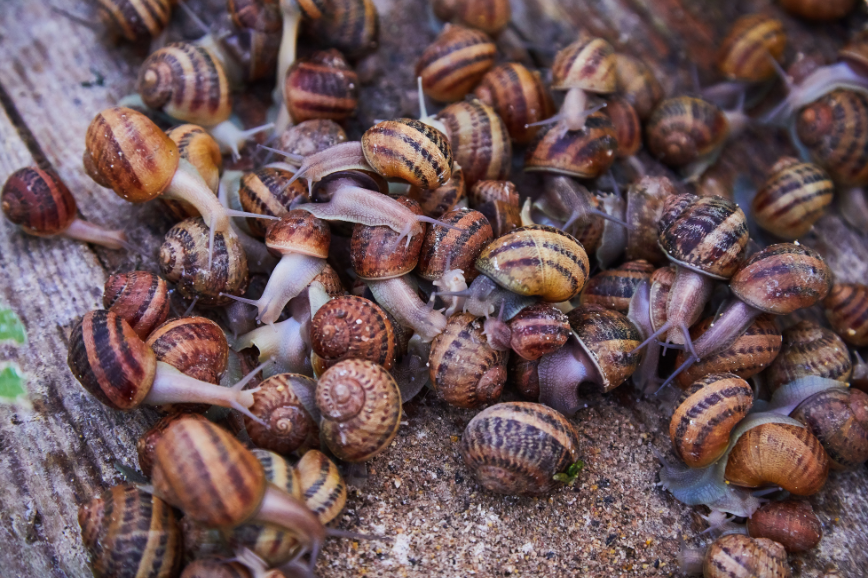 start snail Businesses with 500k in Nigeria
